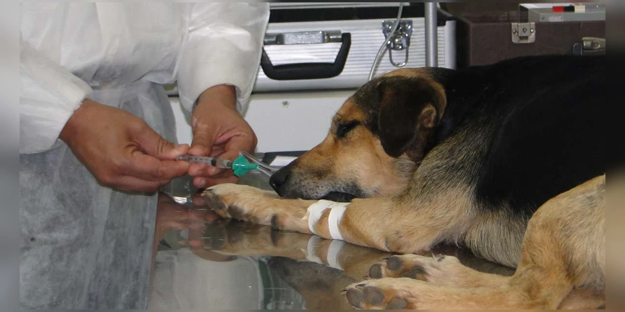 Marcelo Rangel e Mabel Canto propõem novo protocolo de anestesia para proteger animais em castrações no Paraná