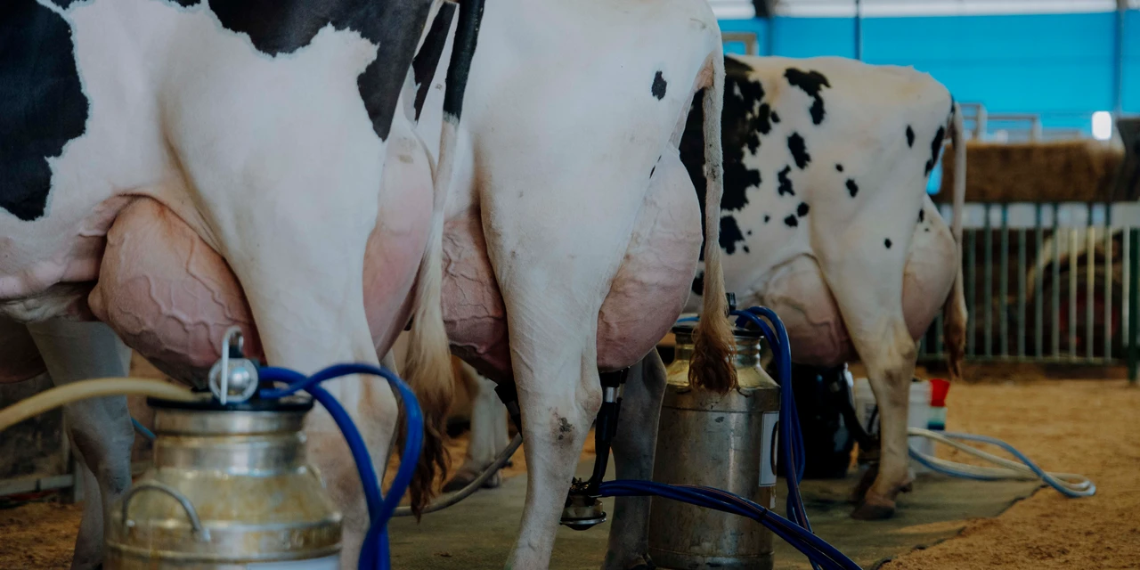 Torneio Leiteiro evidencia excelência em genética, manejo e produtividade no Agroleite 2026