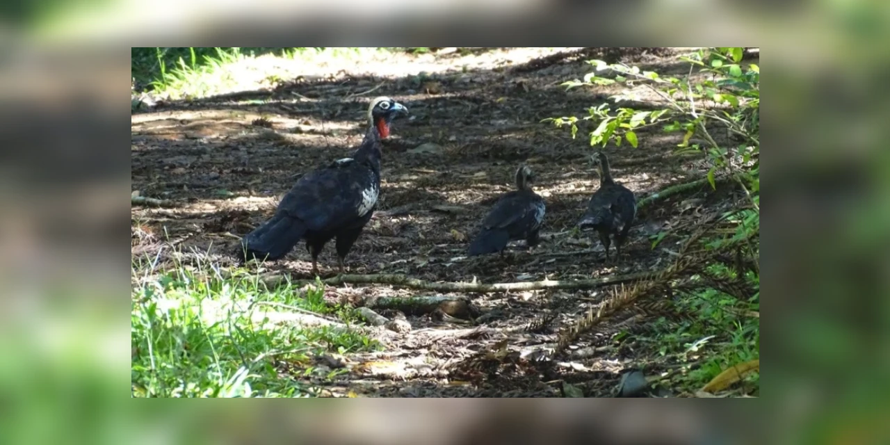 Klabin registra família de jacutingas em vida livre nos Campos Gerais