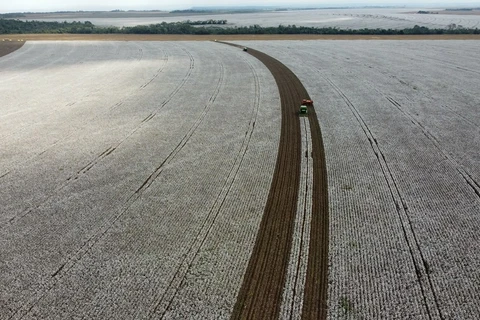 Área experimental de algodão no Mato Grosso