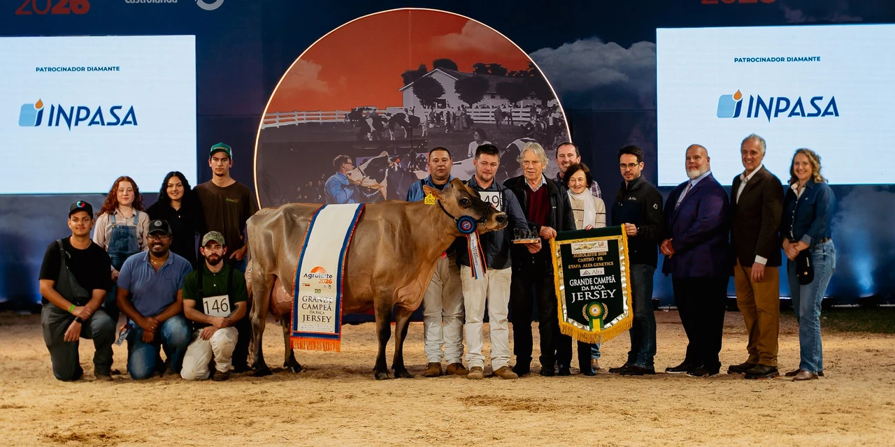 Vaca Suprema de 2024 conquista tricampeonato da raça Jersey Adulta e tem chance de conquistar mais uma estrela na Calçada da Fama 