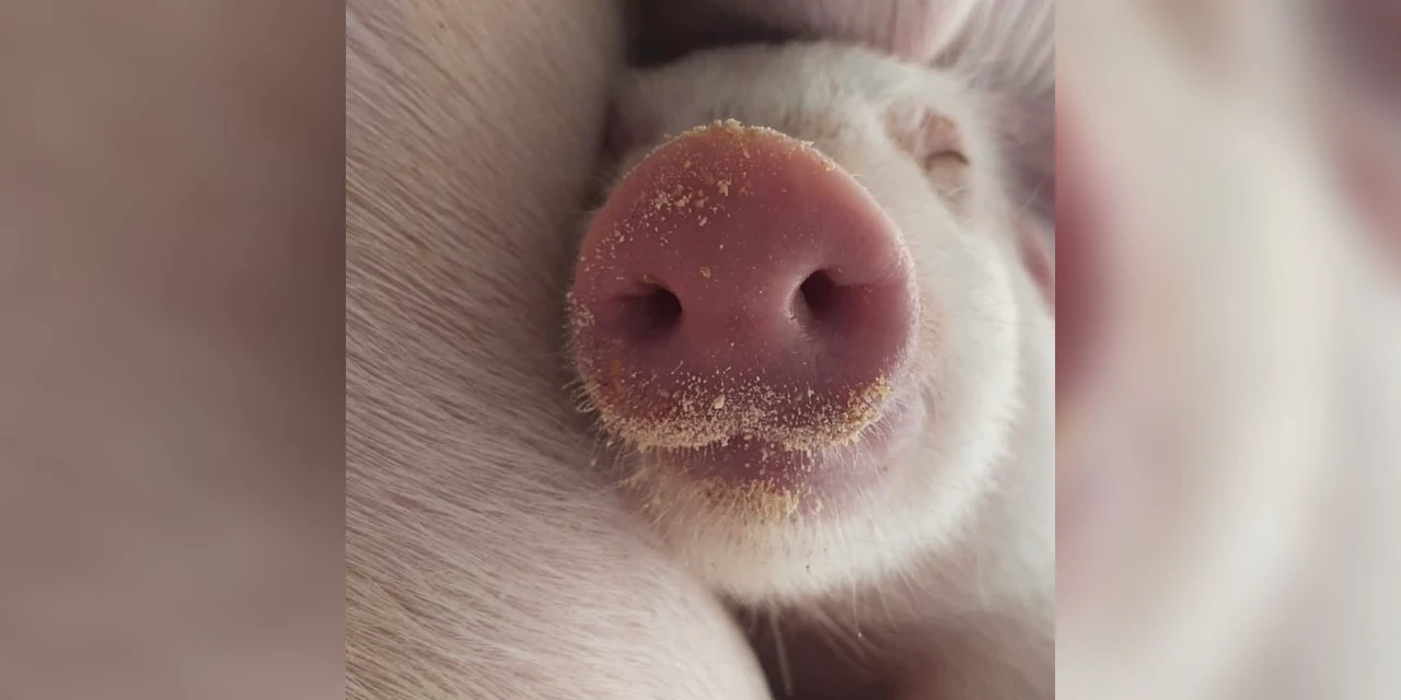 Vetanco anuncia vencedora do 3º Concurso Fotográfico Bacon Lovers; confira